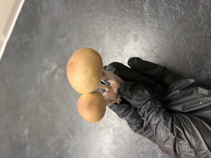 Magic Mushrooms: Tampanensis