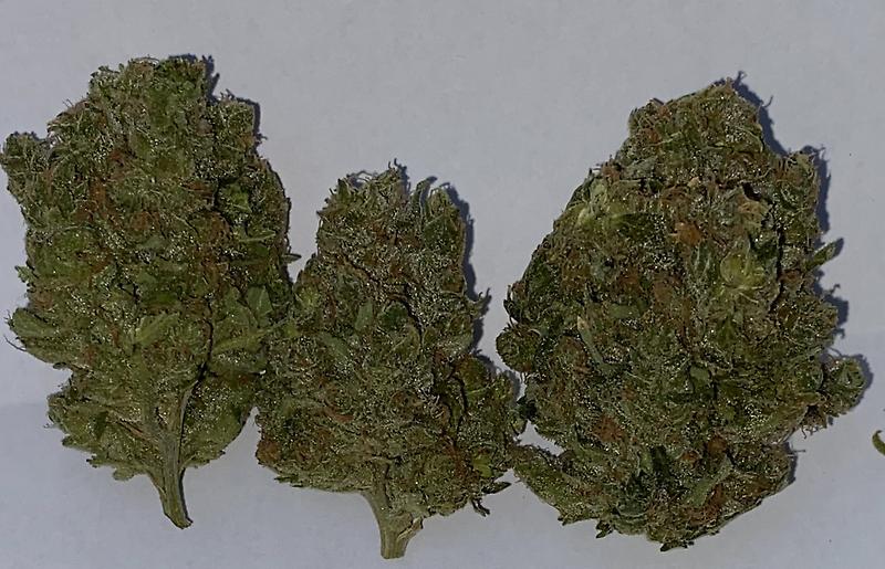 Blueberry **FREE SHIPPING**