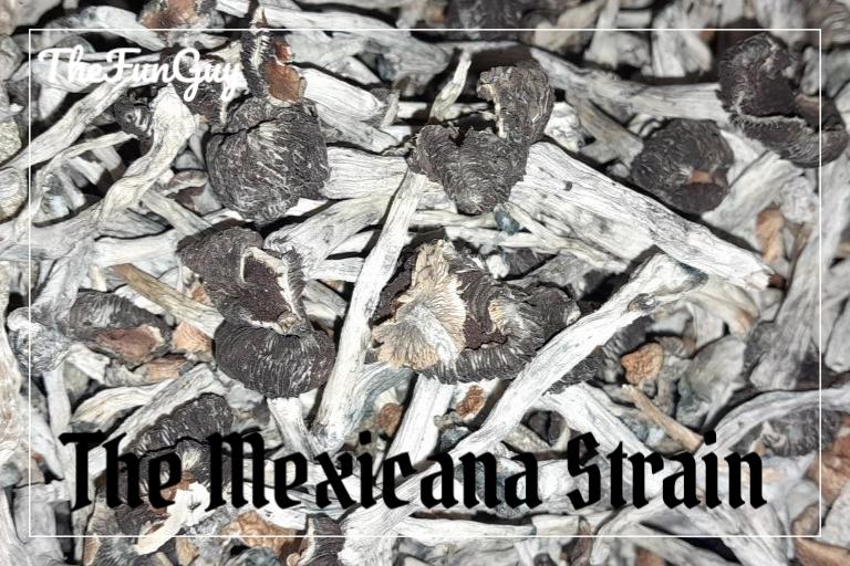 Mexicana strain (Psilocybe cubensis)