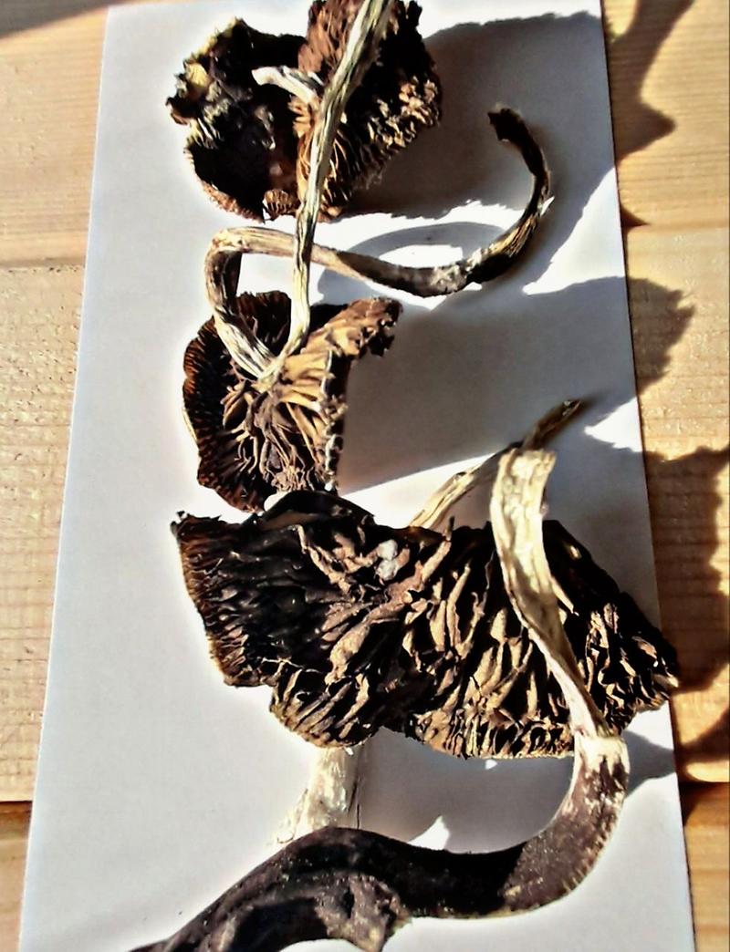 B+ Cubensis dried Shrooms