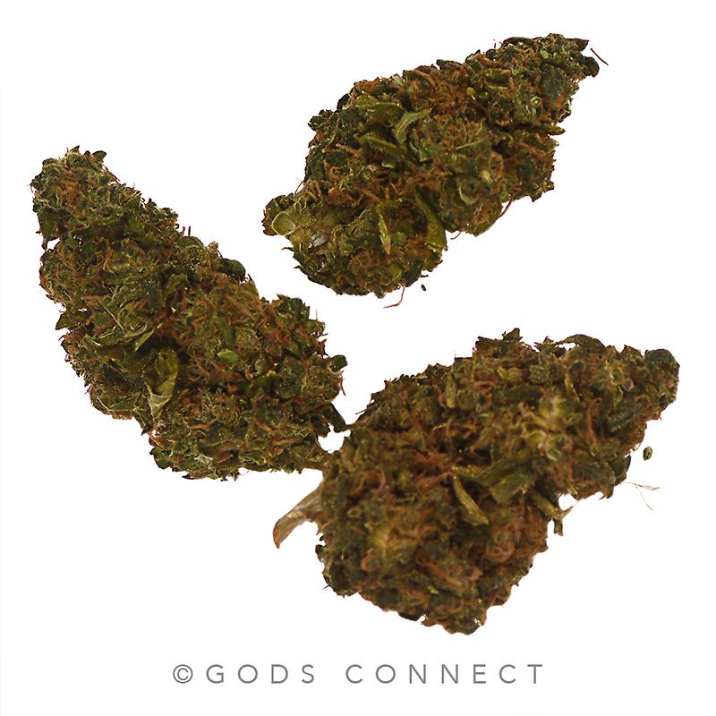 Disciple: Mint ChocChip- Sinmint Cookies X Green Ribbon