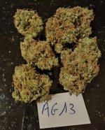 AG13 G13 X Haze A Rare Exotic Exclusive Flower