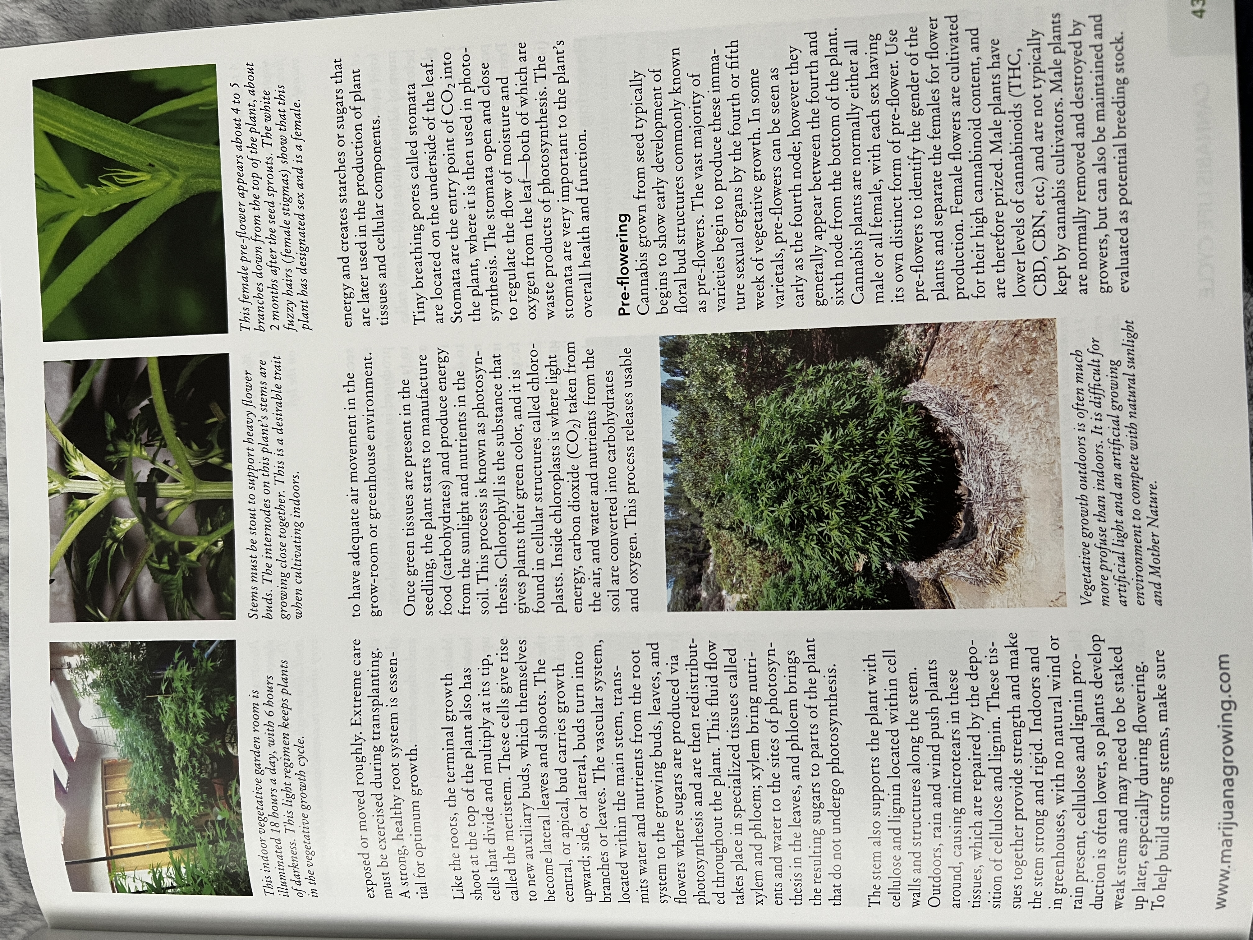 The Cannabis Encyclopaedia by J.C