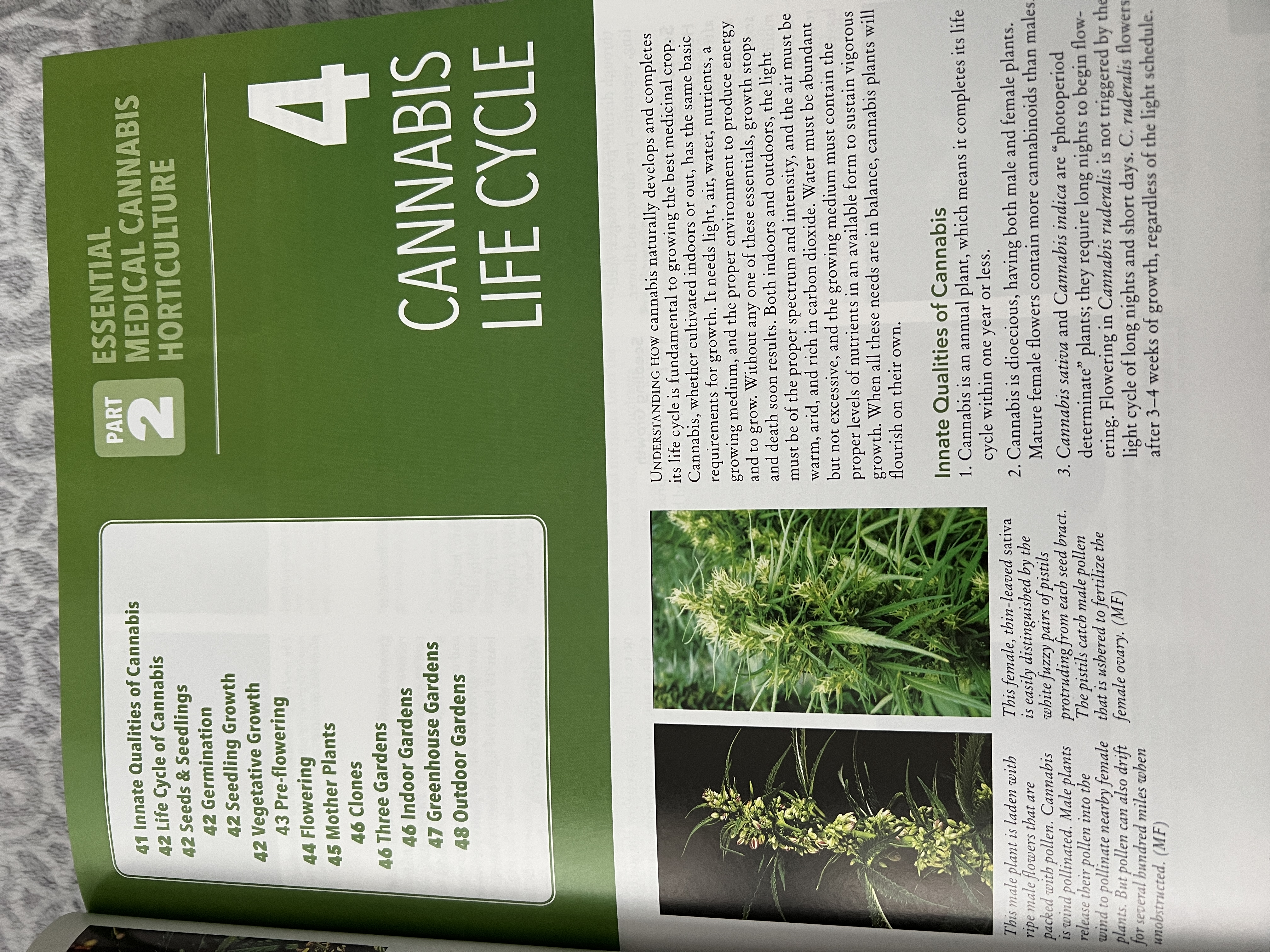 The Cannabis Encyclopaedia by J.C