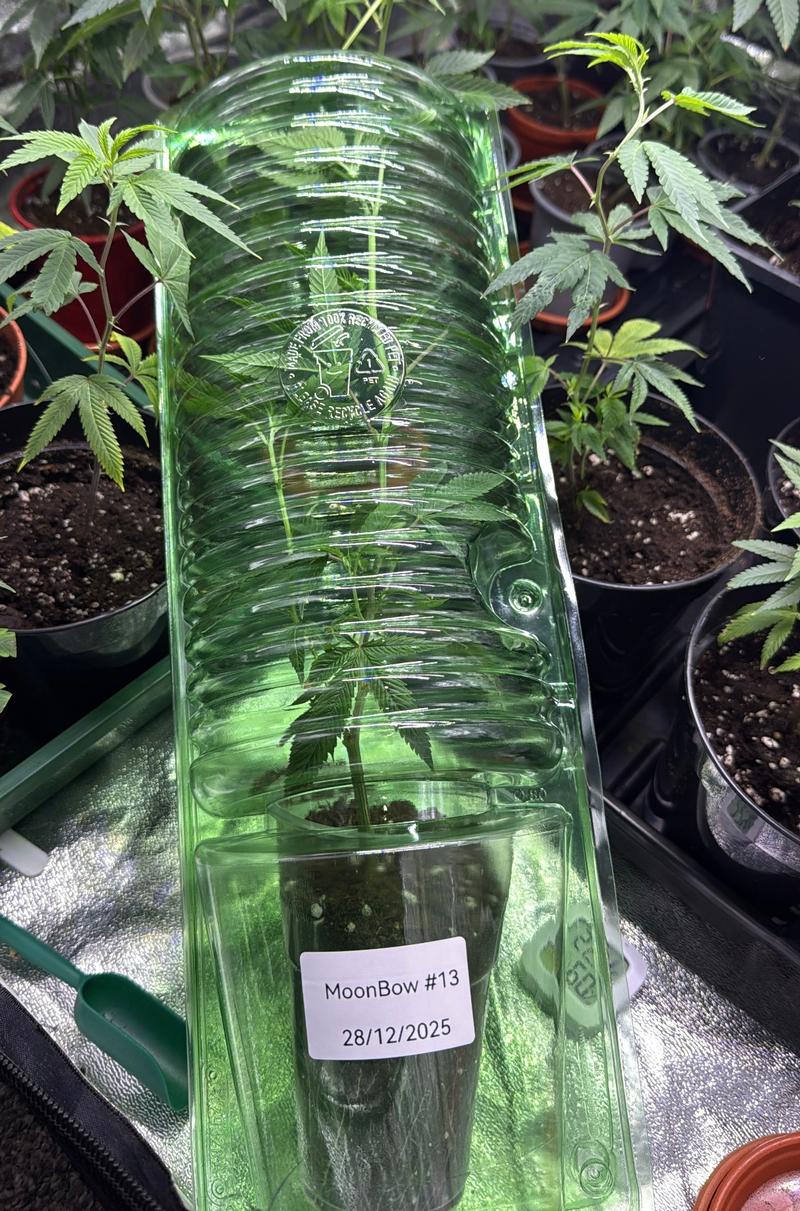 Mini Cannabis Plants. 🌱🍁 Rainbow Zangria