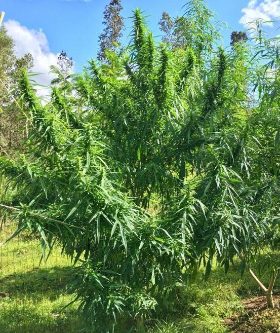 Robinson's hilltop Grow Shop }  Seeds