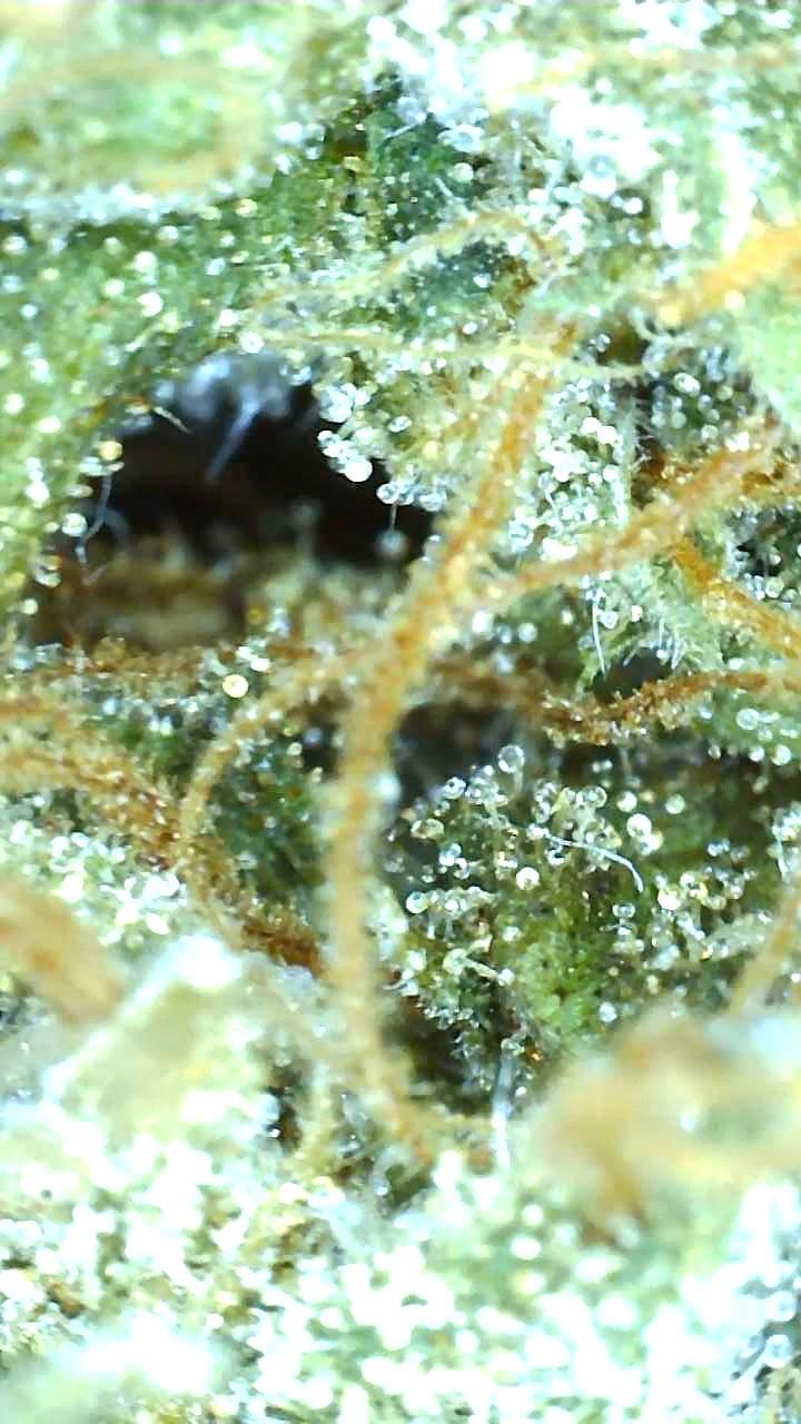 Wedding Cake (Cherry Pie x GSC x OG Kush)