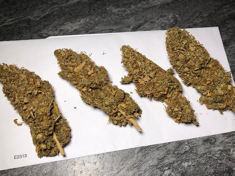 Blue Kush (Blueberry x OG Kush)