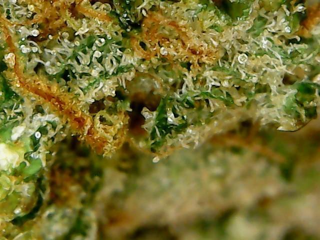 Divine Grade: Gorgeous Stardawg!