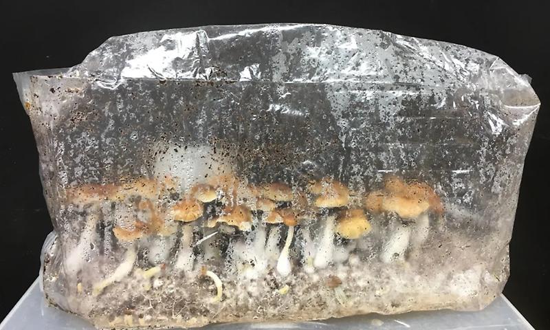 Grow Your Own Mushrooms