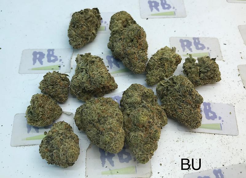 LAUGHING BUDDHA MID SHELF CALI