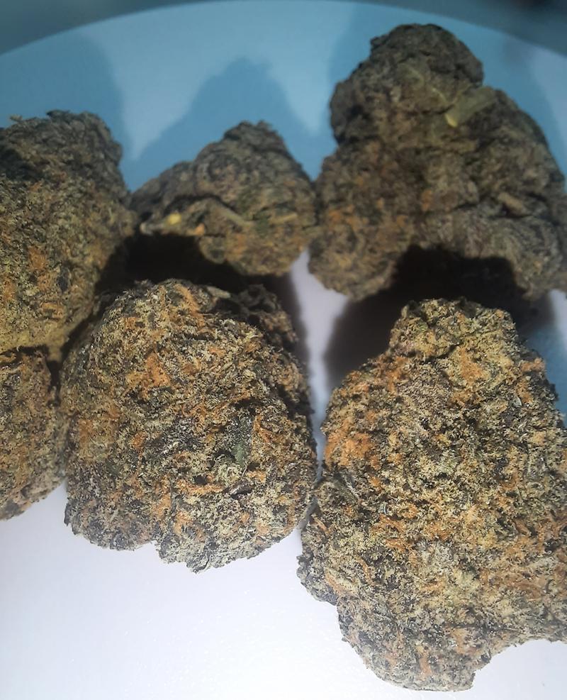 GELATTI - 50/50 HYBRID - FREE TRACKED 24