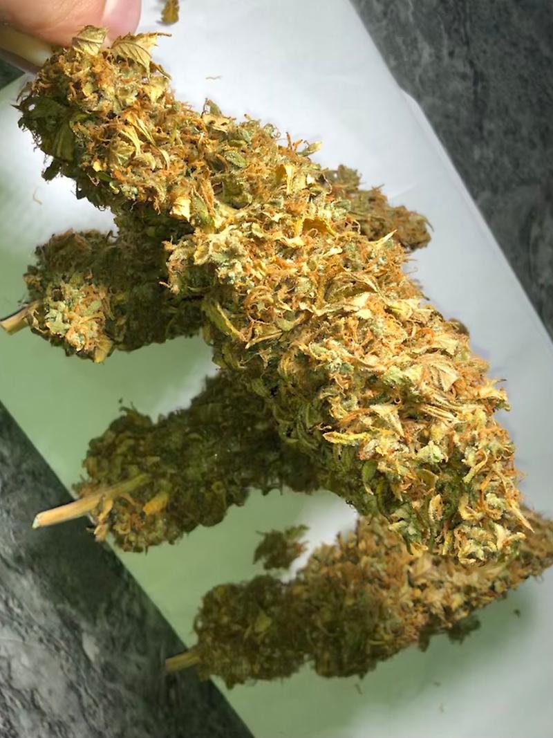 Blue Kush (Blueberry x OG Kush)