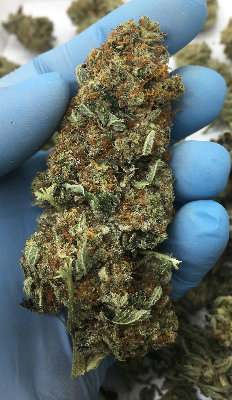 PLATINUM DAWG - SO MUCH TRICHOMES - HIGH THC!