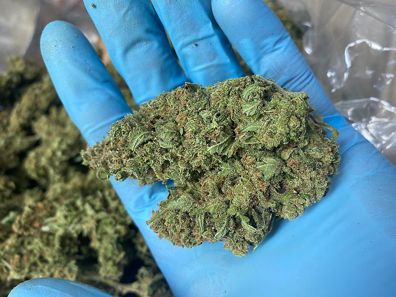 Seriously Dank Super Silver Haze - English Grown