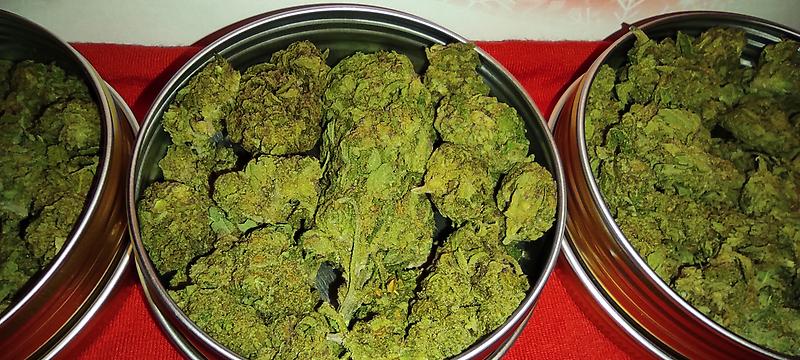 'Papaya' *Greenhouse grown* Budget Bud