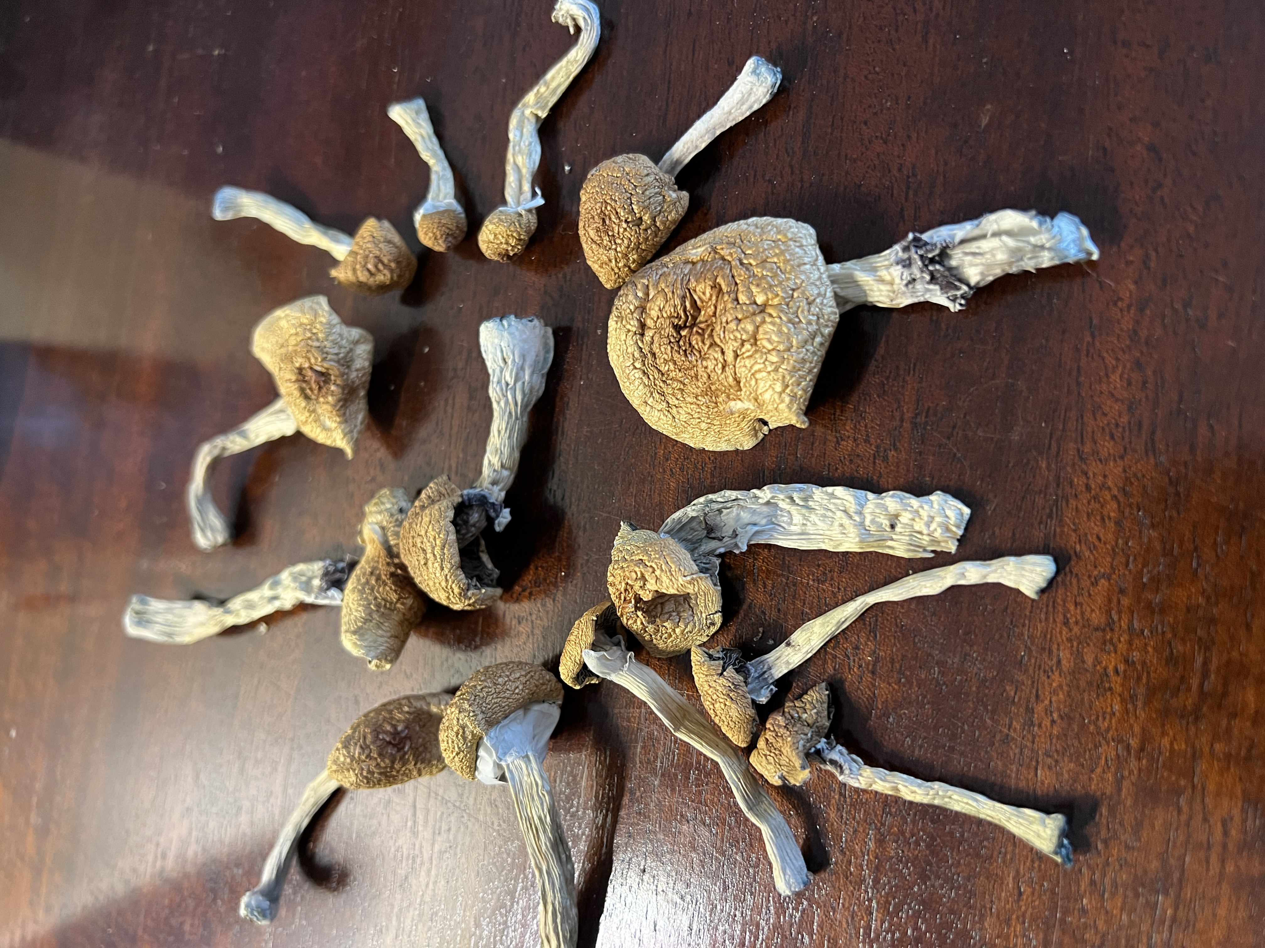 Magic Mushrooms: Stargazer