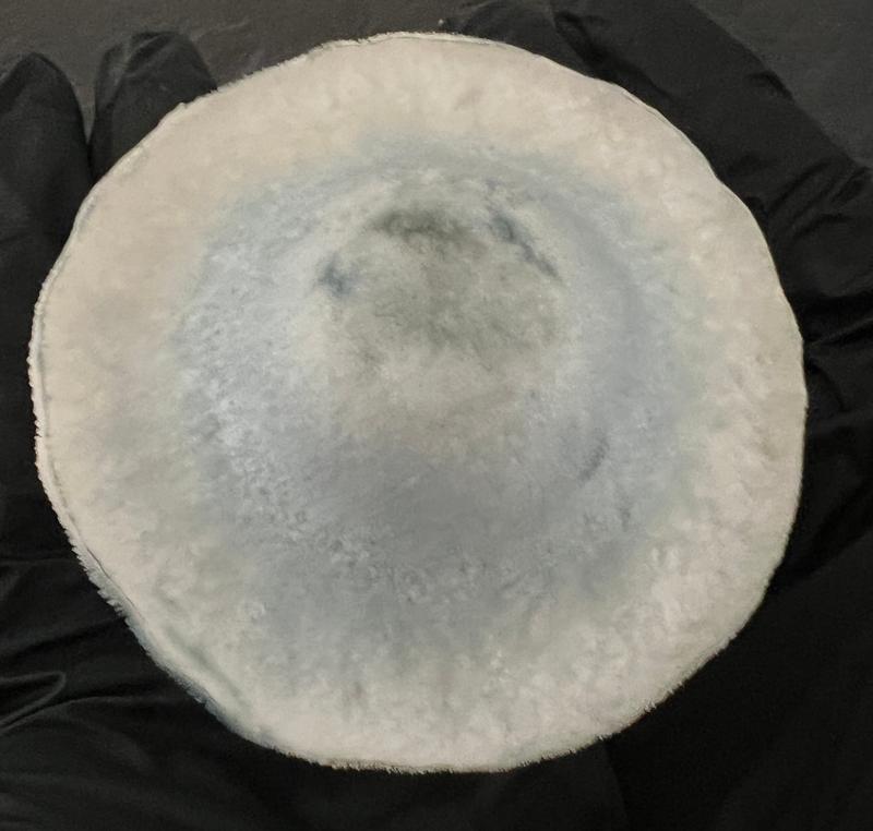 Magic Mushrooms: Yeti