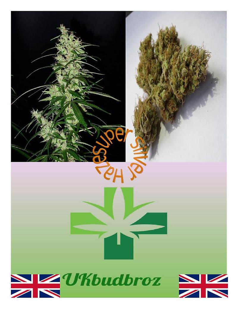 Super Silver Haze aka Amnesia Haze