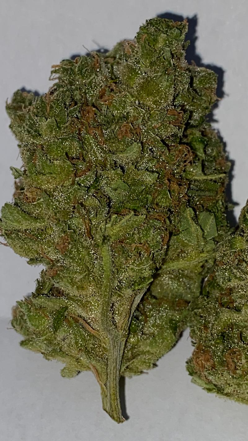 Blueberry **FREE SHIPPING**