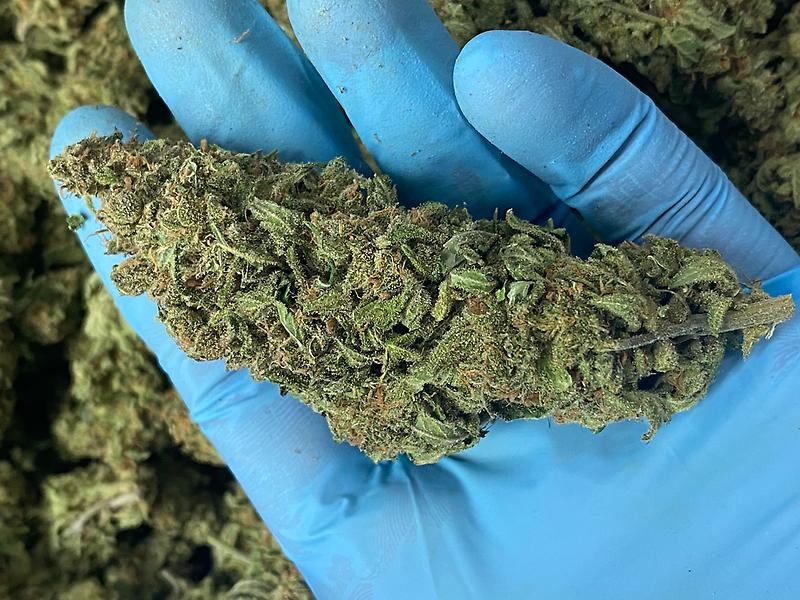 Seriously Dank Super Silver Haze - English Grown