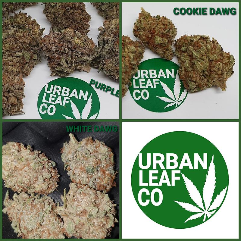**THE DAWG KENNEL - 3 STRAIN VARIETY PACK**