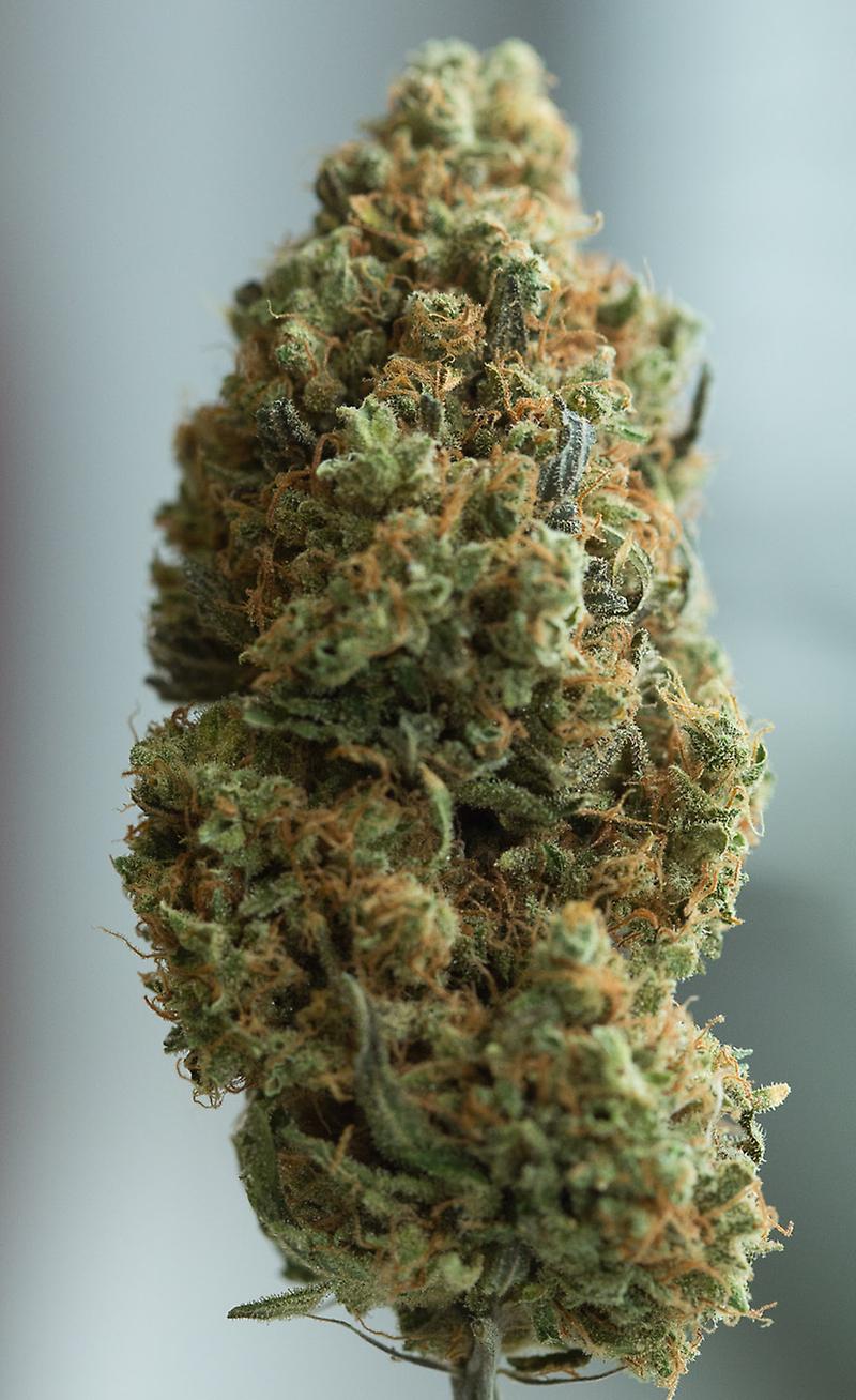 Blue Kush (Blueberry x OG Kush)