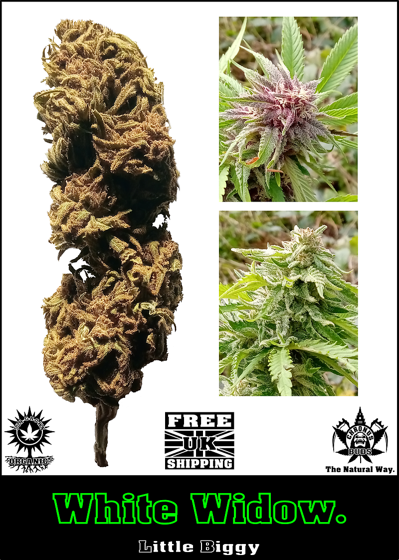 White Widow: UK SunGrown Organic- Free Shipping.