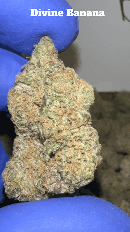 Top Shelf Exotics - Imported Loose Flower