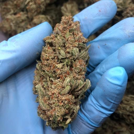 ORIGINAL SUPER SILVER HAZE - VERY FROSTY AND HUGE NUGS