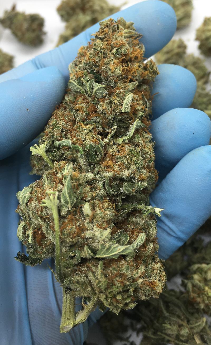 PLATINUM DAWG - SO MUCH TRICHOMES - HIGH THC!