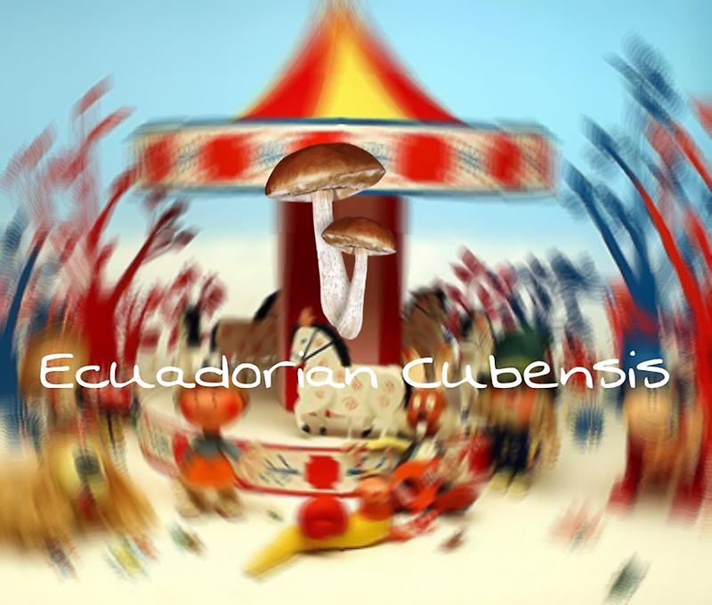 Ecuadorian Cubensis