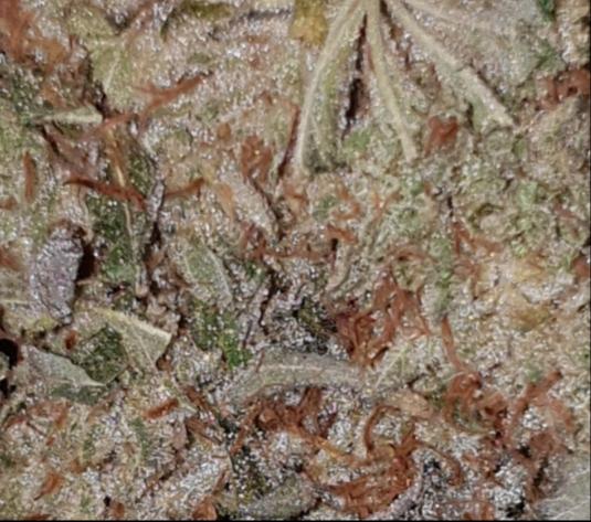 **GUAVA DAWG - (FREE  RM 1ST CLASS)**