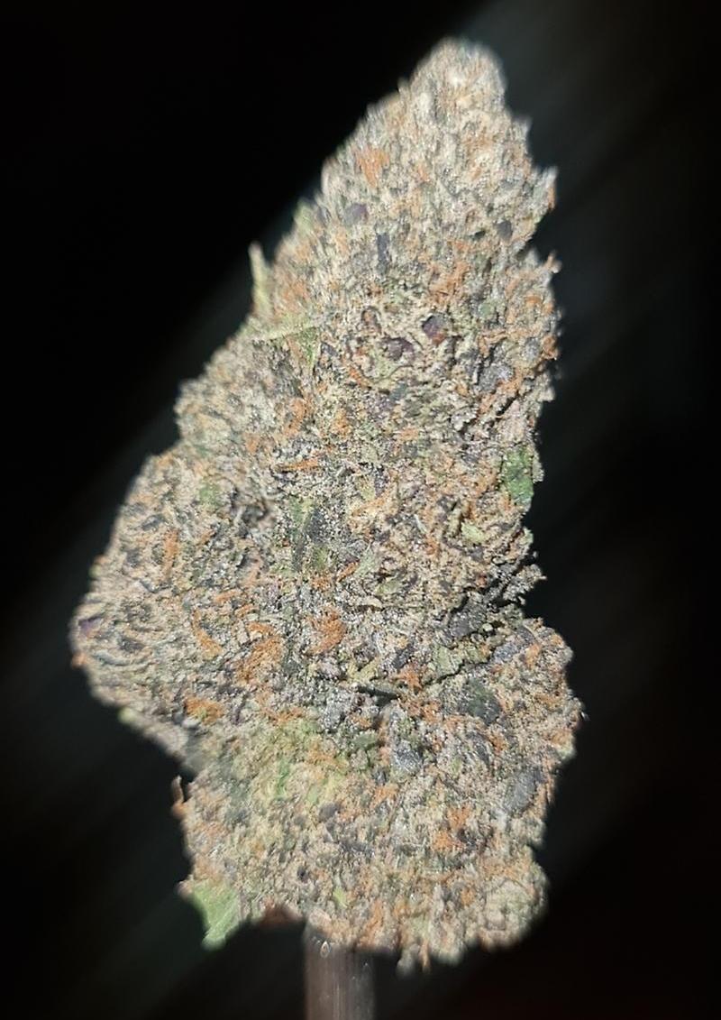 ZOAP X GELATO #41 - USA IMPORT!