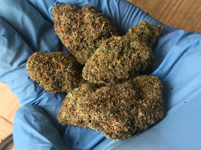 SUNSET SHERBET SPANISH IMPORT INDOOR LED LIGHT GROWN