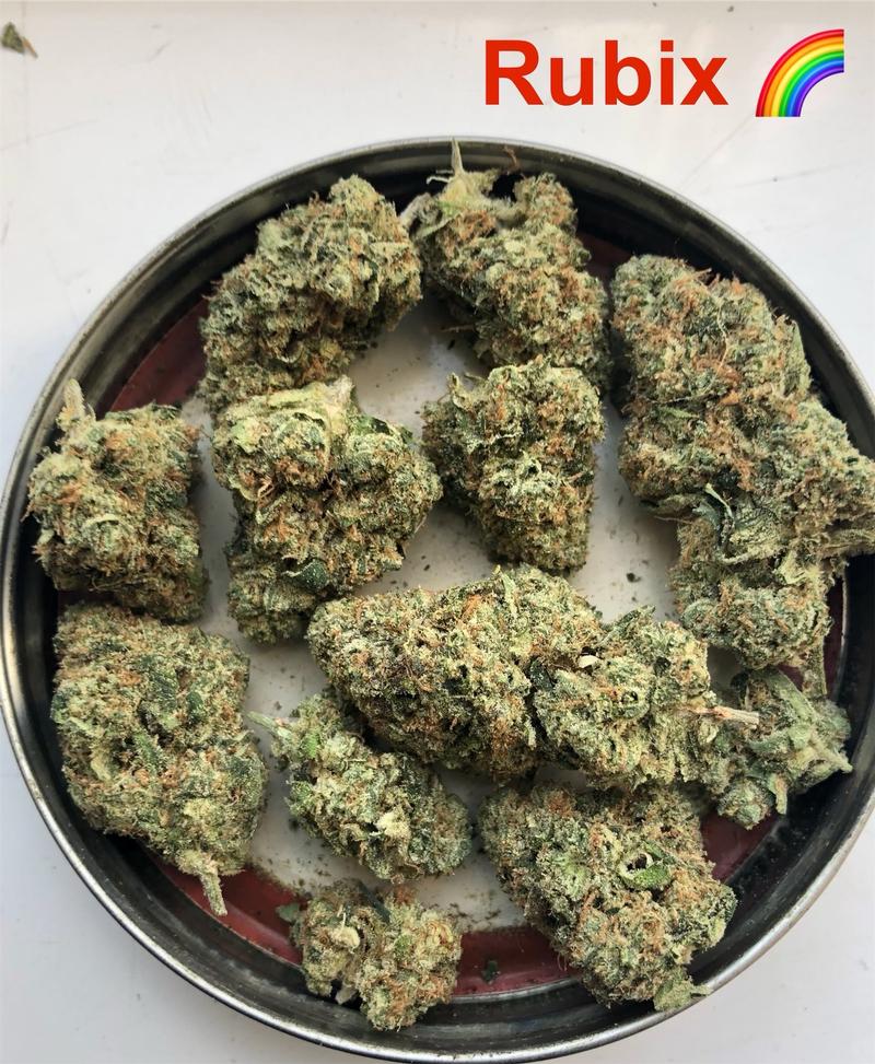 Cherry sherbet (Sunset Sherbet x Cherry cookies BX1)