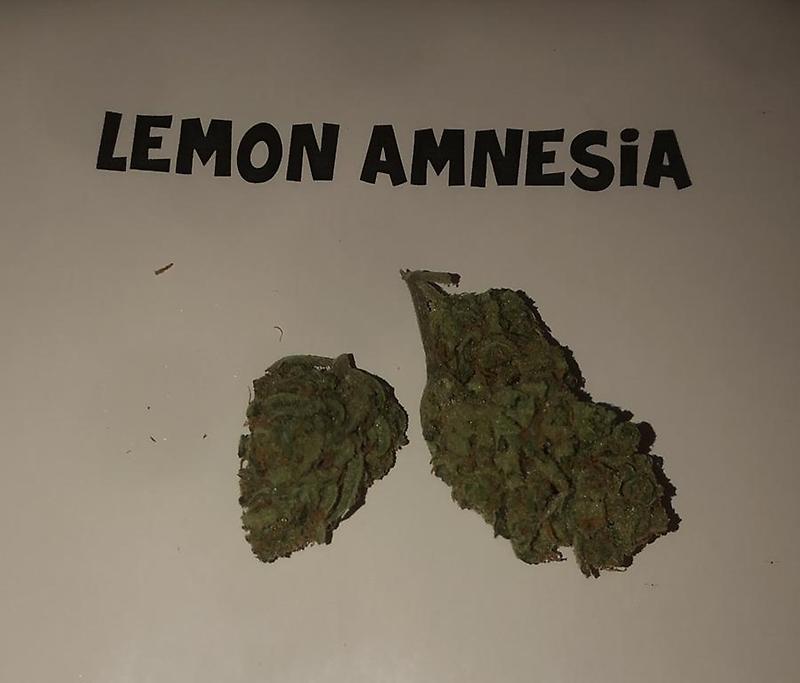 LEMON AMNESIA