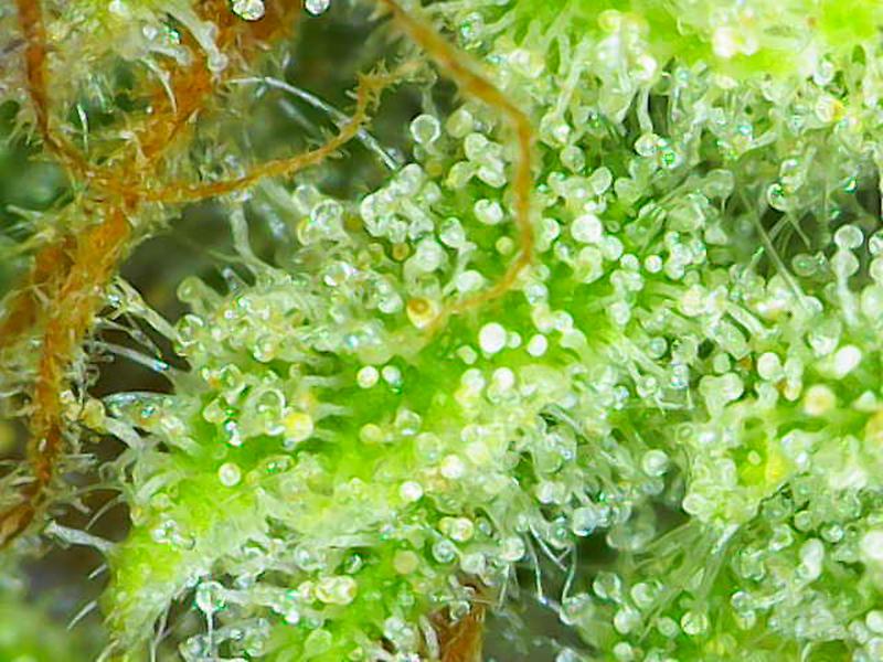 Grade A, Top Shelf, Super Lemon Haze