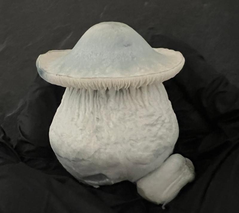 Magic Mushrooms: Yeti