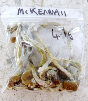 Magic Mushrooms (McKennaii)