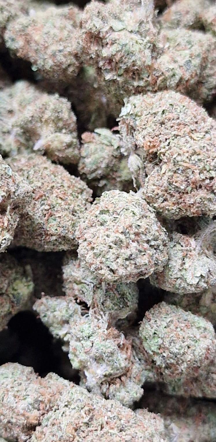 Lemonchello Small Nugs Banging Quality - Superb Price