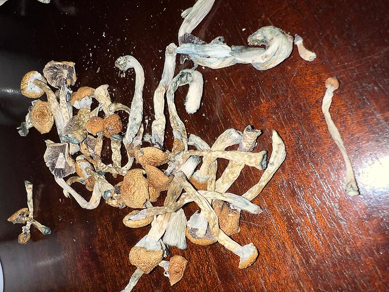 Magic Mushrooms: Stargazer