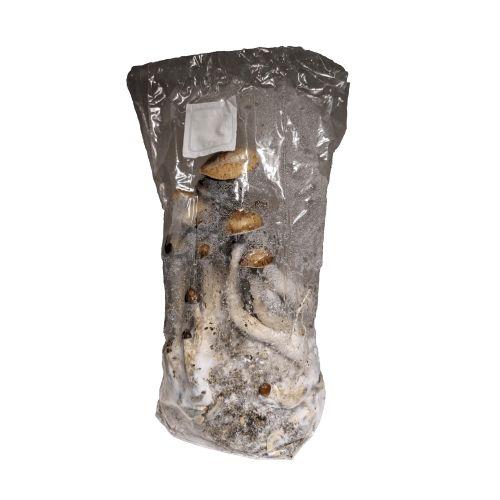 Robinson's hilltop Grow Shop } shrooms