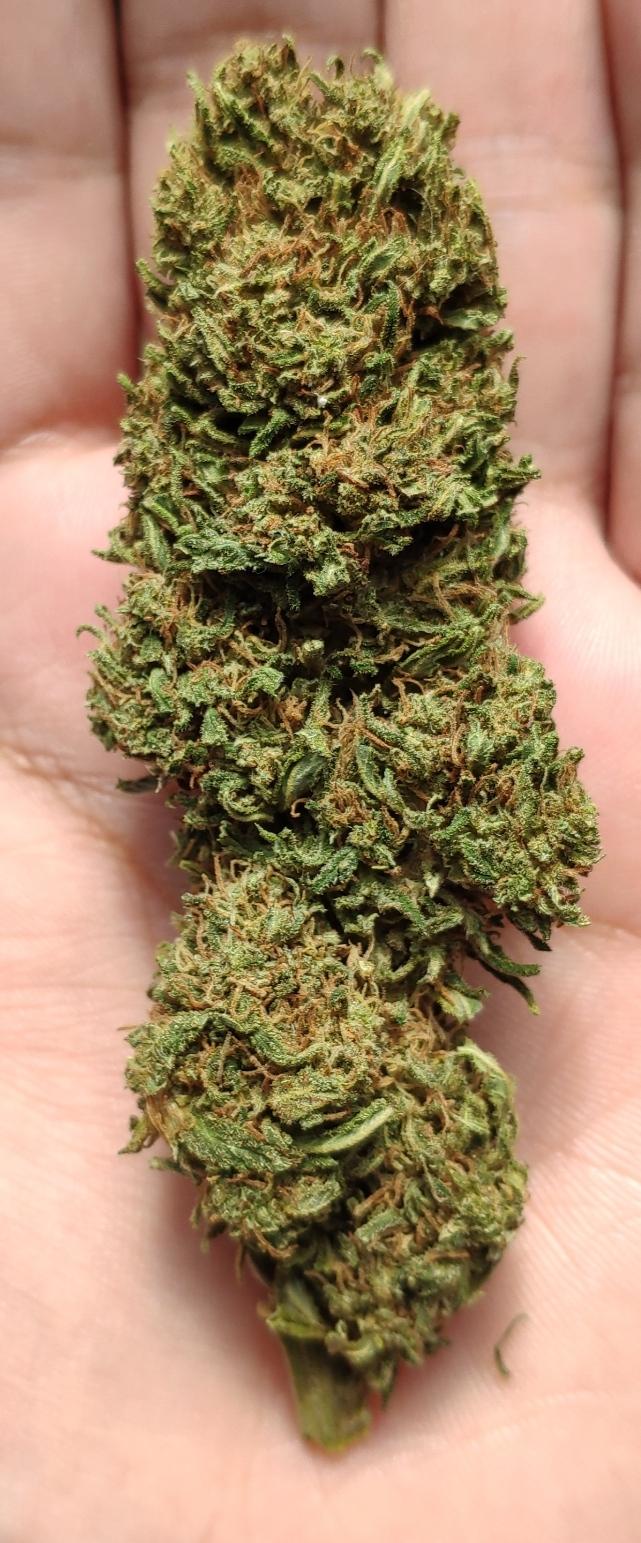 Power Plant &ndash; 26% CBD Hemp Flowers