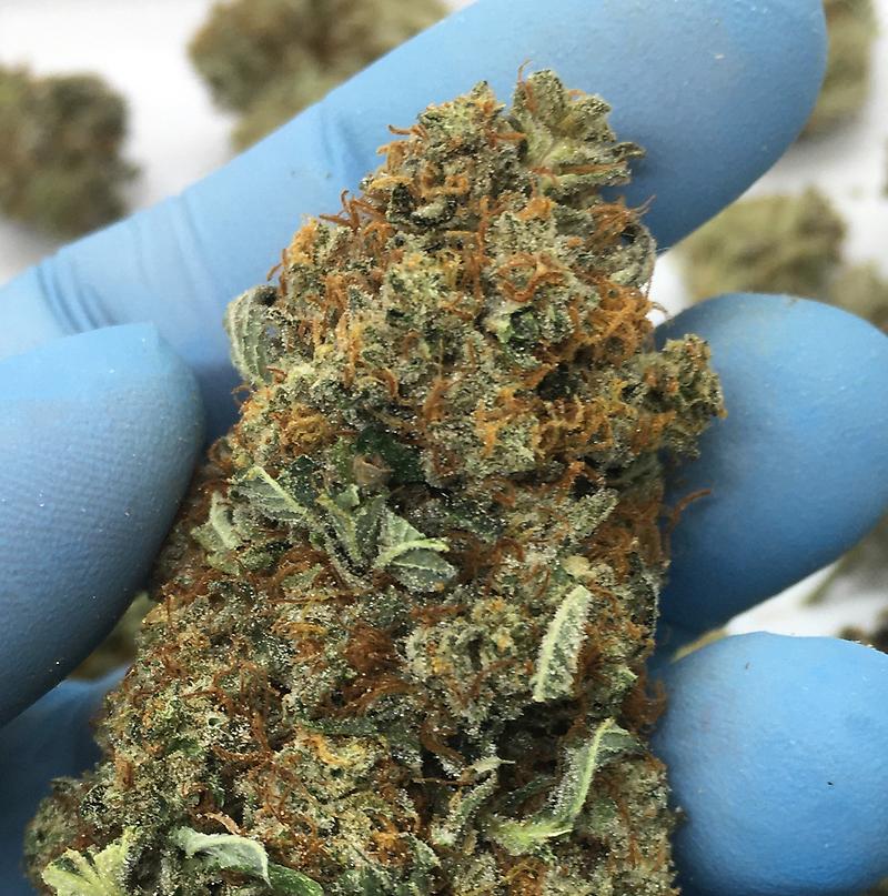 PLATINUM DAWG - SO MUCH TRICHOMES - HIGH THC!