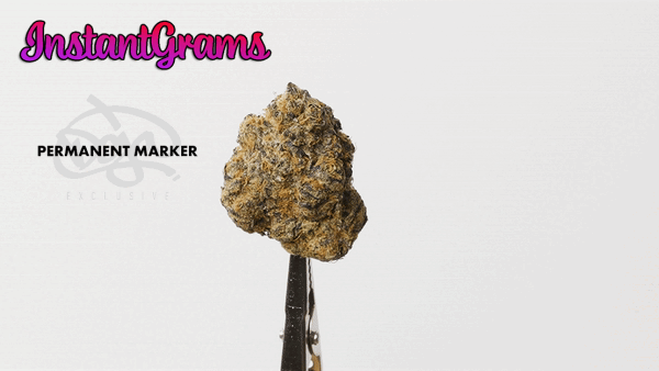 INSTANT Top Shelf Cali