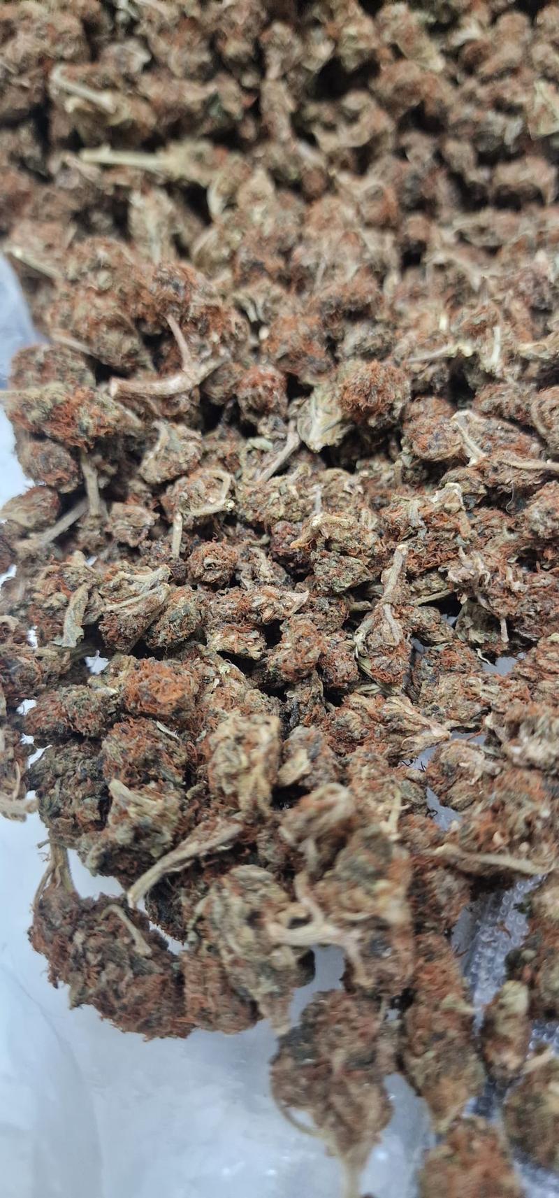 Introductory Stardog Smalls 🐩