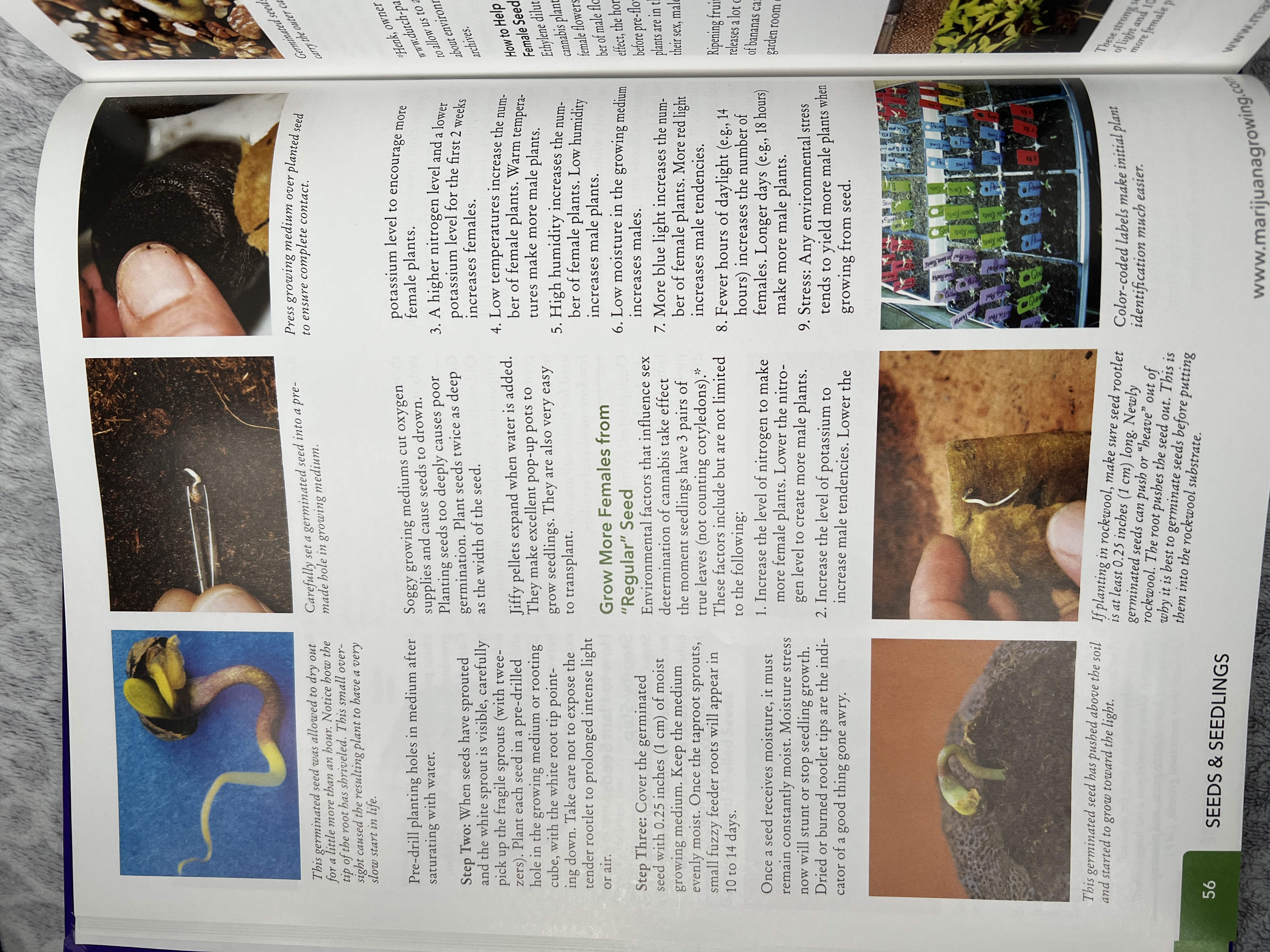 The Cannabis Encyclopaedia by J.C