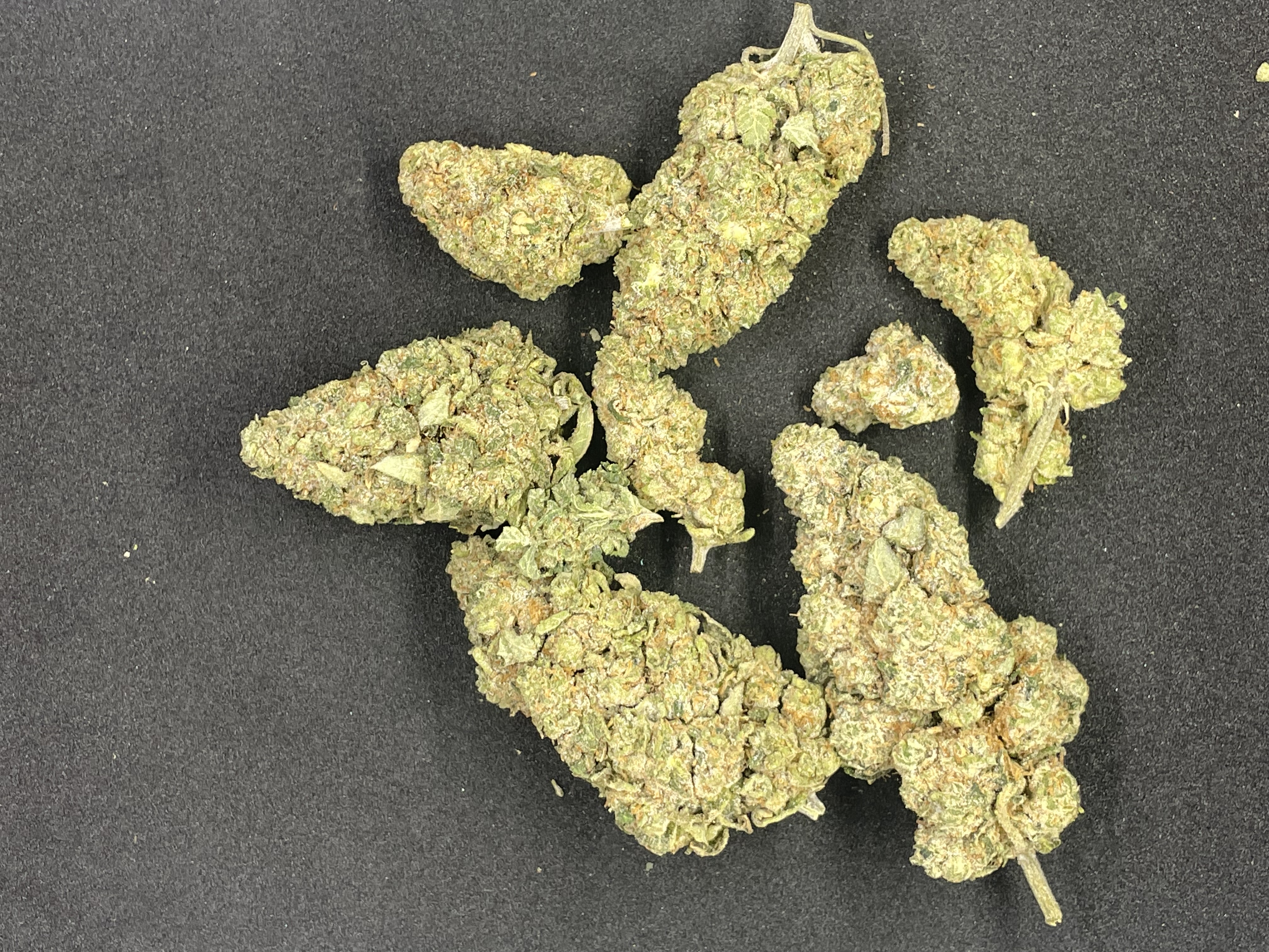 Gelato x Sherbtree (Hybrid)