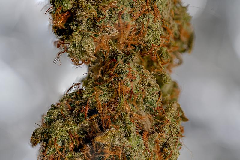 Zkittlez Organic Grown - Indica - NEW VENDOR OFFER